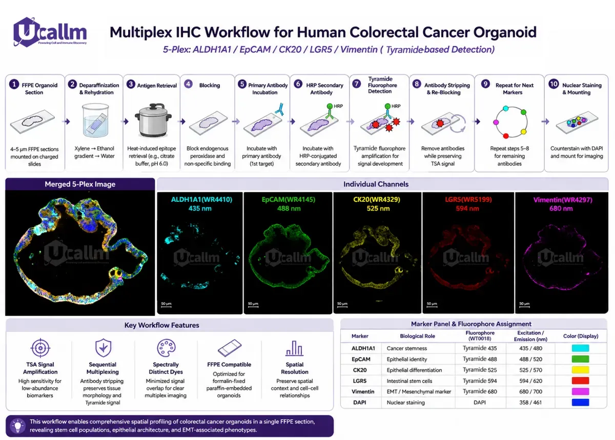 Multiplex Immunohistochemistry Solution for Human colorectal Cancer Organoids1.webp