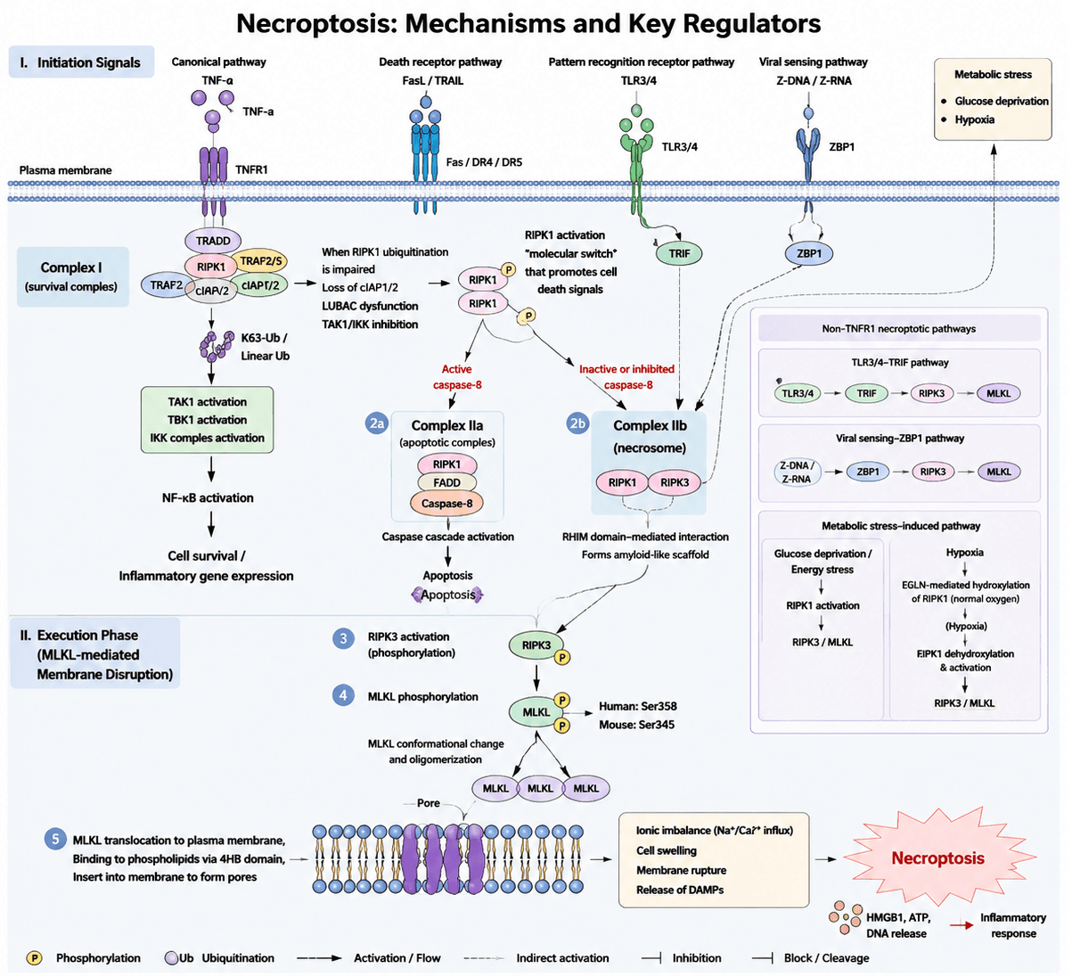 Necroptosis: Mechanisms and Key Regulators