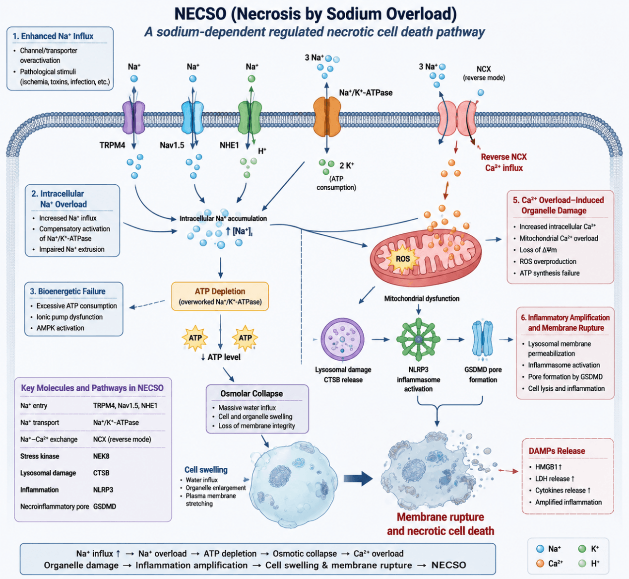 NECSO Mechanism Diagram