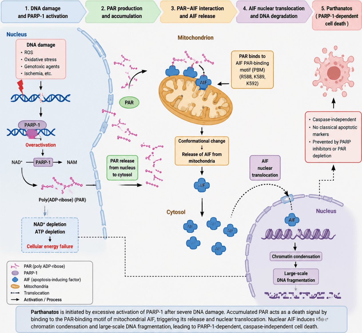Parthanatos pathway schematic