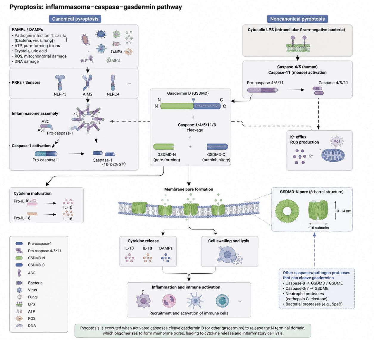 Pyroptosis: inflammasome–caspase–gasdermin pathway