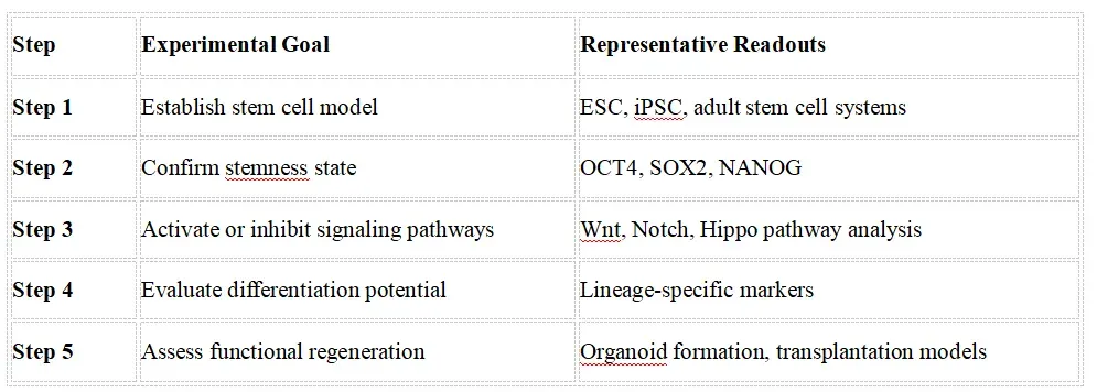 Recommended Experimental Validation Workflow1stemcell.webp