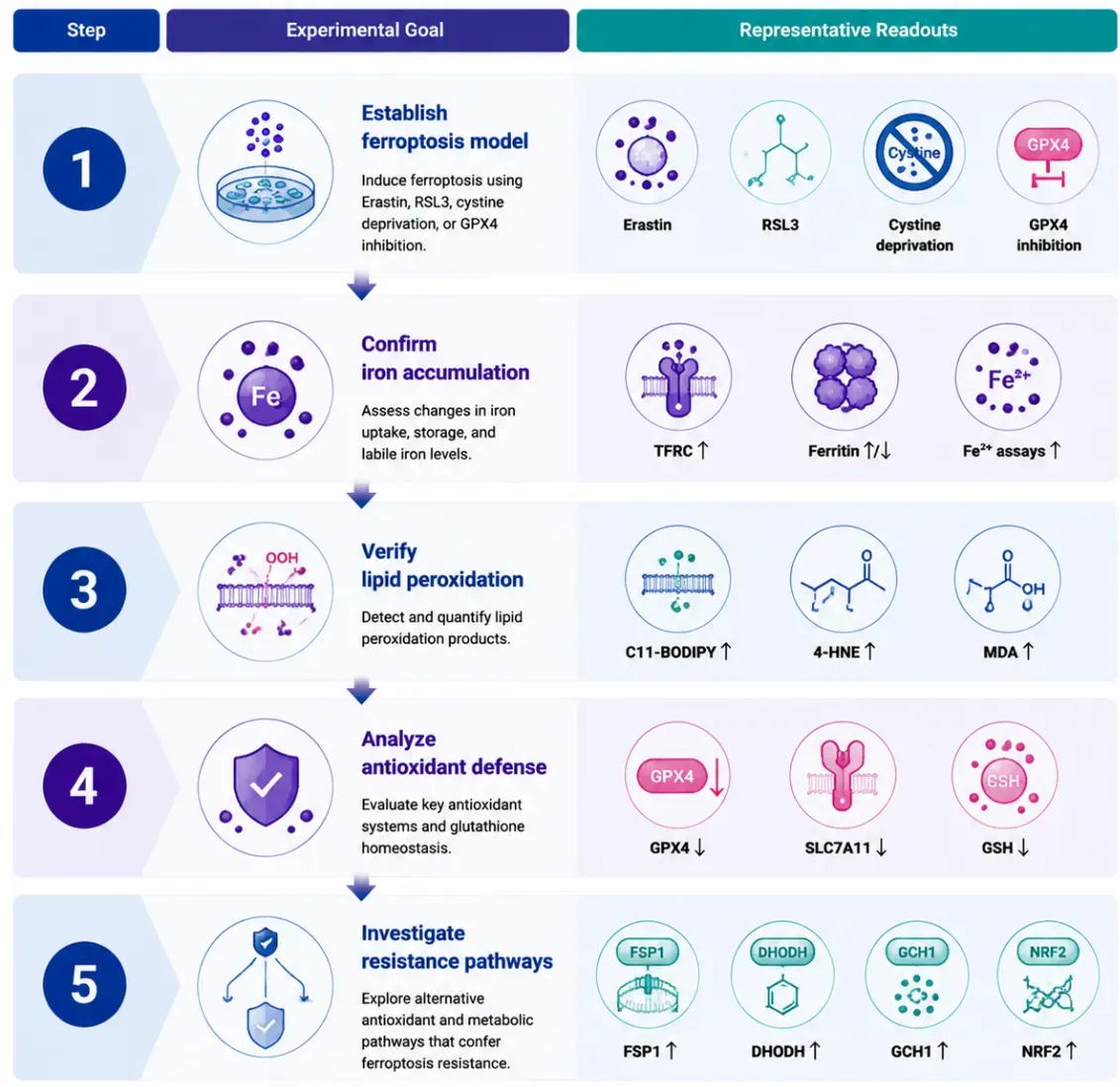 Recommended Experimental Validation Workflow2.webp