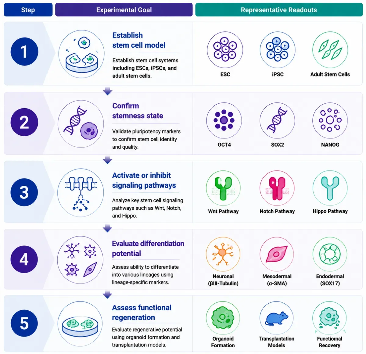 Recommended Experimental Validation Workflow2stemcell.webp