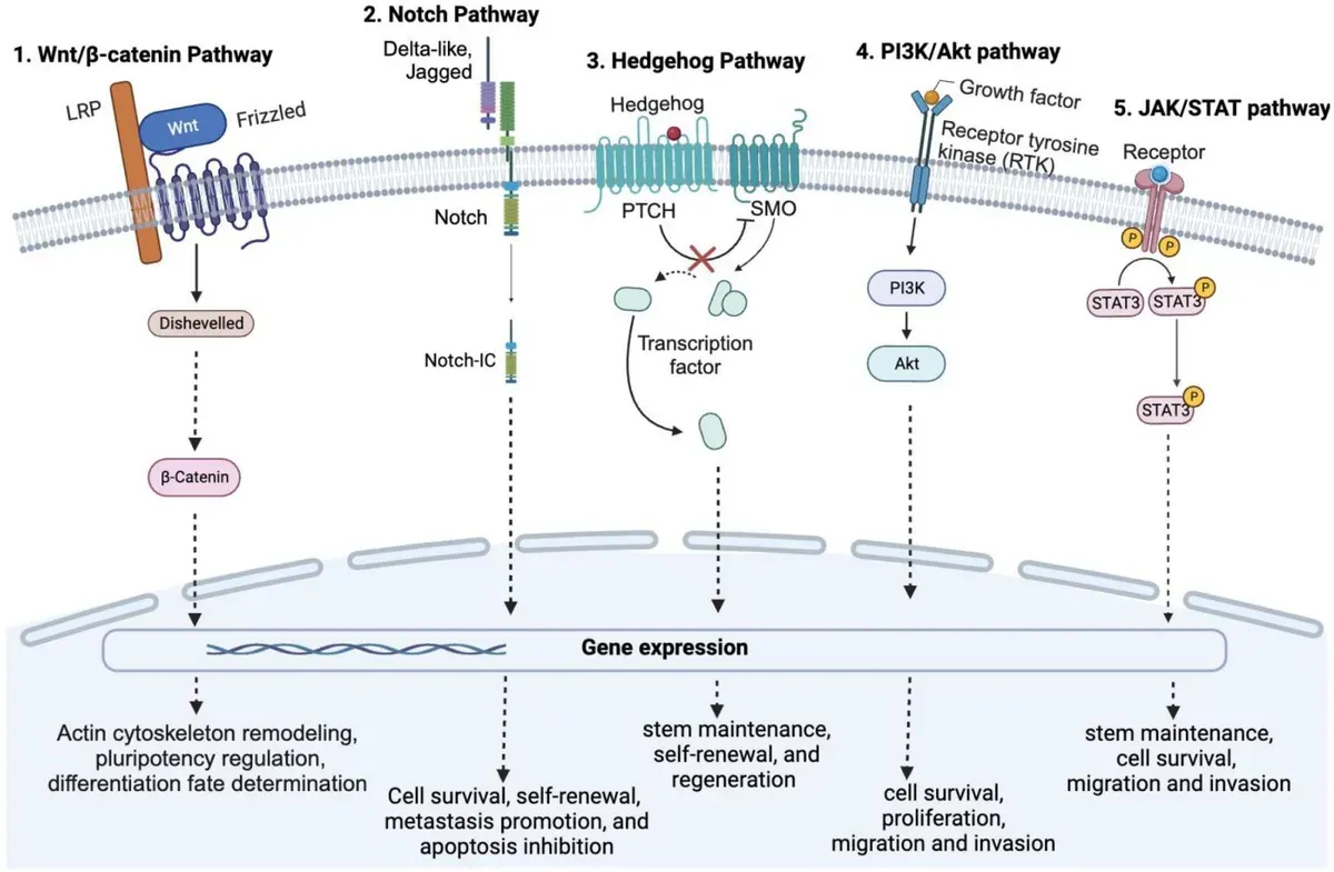 Representative upregulated signal pathways that contribute to the stemness, survival, self-renewal, and invasion of CSCs.webp