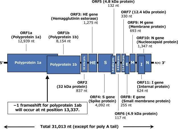 SARS‑CoV genome annotation