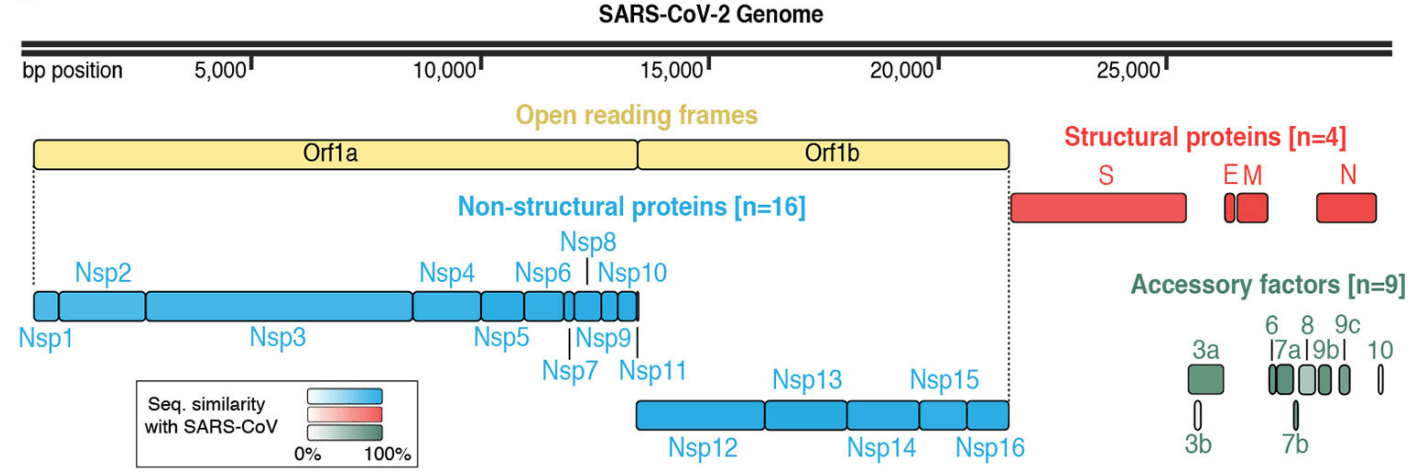 SARS‑CoV‑2 genome organization