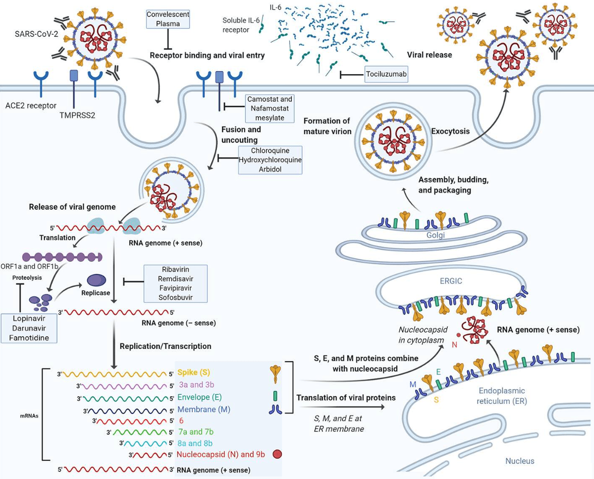 SARS‑CoV‑2 replication cycle