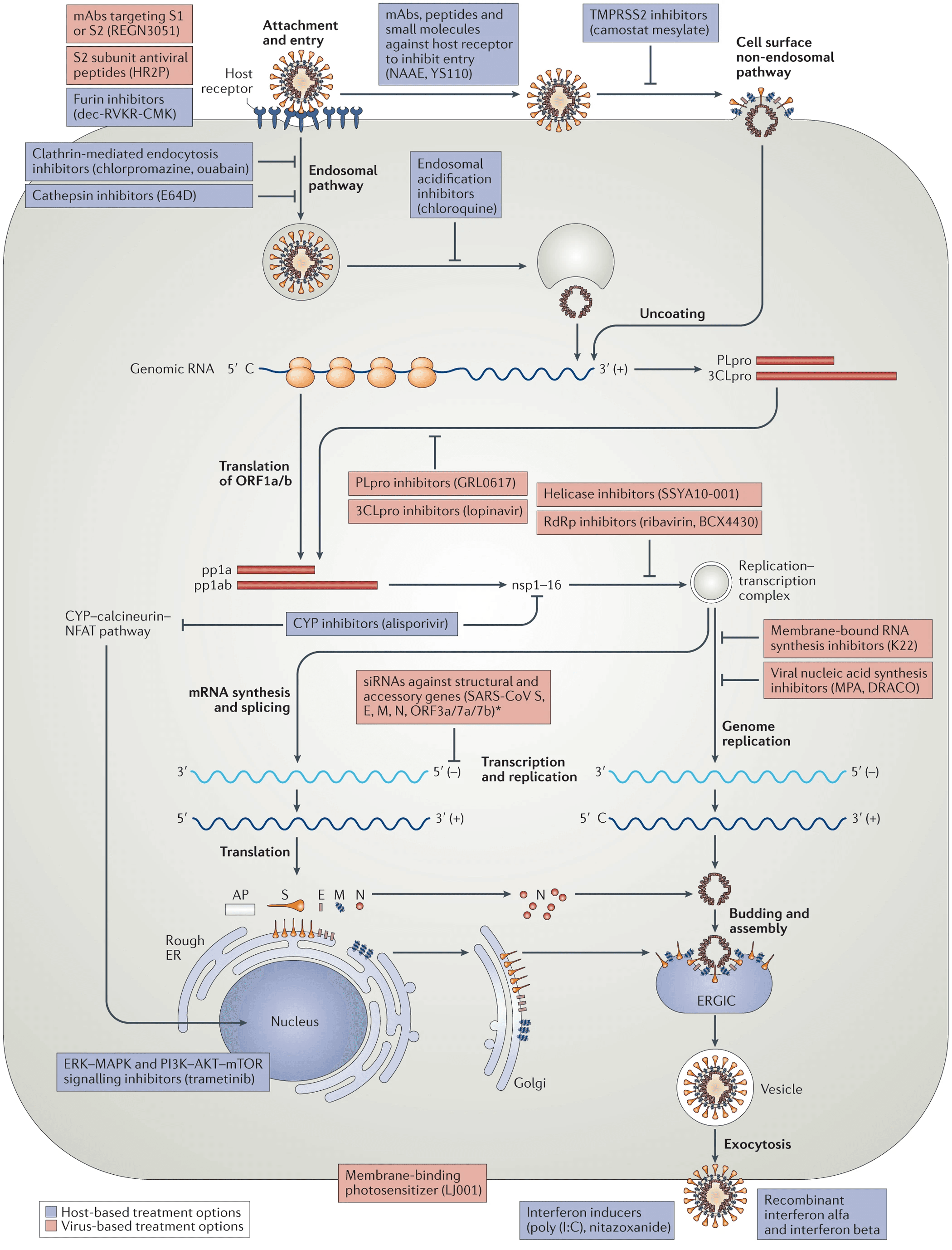 Virus‑based and host‑based treatment options targeting the coronavirus replication cycle