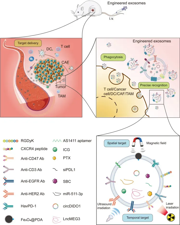 Schematic illustration of the engineered exosomes exhibiting antitumor effects on preclinical models..webp