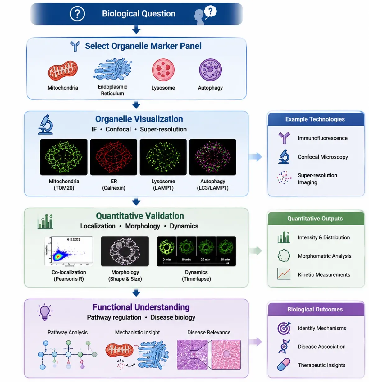 FROM CELLULAR COMPARTMENT TO BIOLOGICAL DISCOVERY