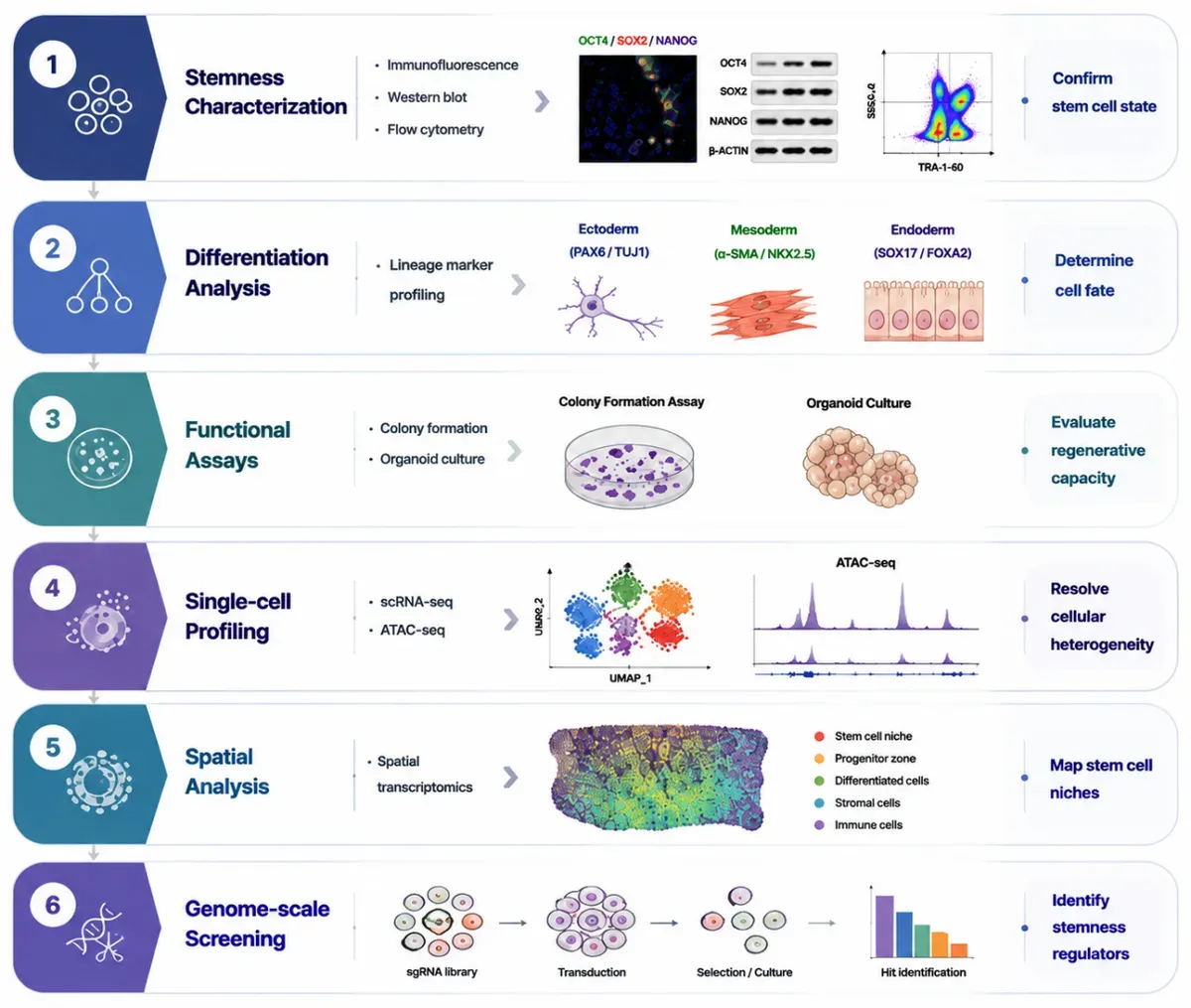 Stem Cell Signaling Research Workflow.webp