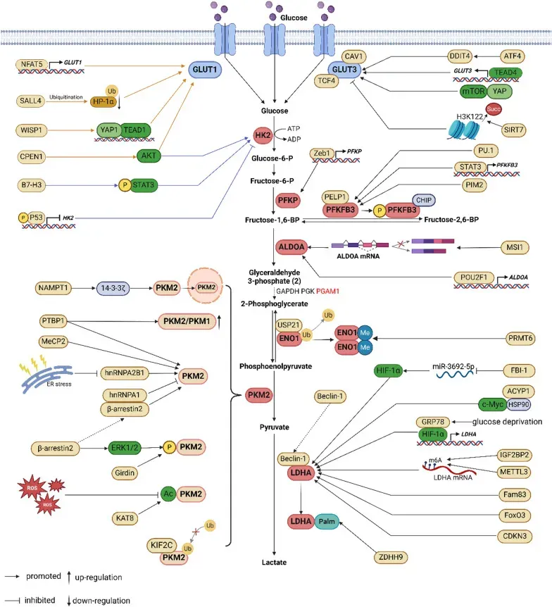 The regulatory network of glycolytic factors in cancer chemoresistance.webp