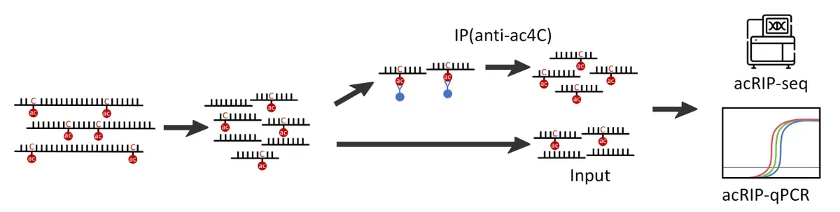 UcallM® ac4C Immunoprecipitation Kit.webp