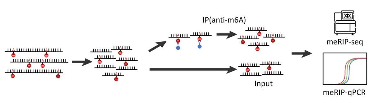 UcallM® m⁶A Immunoprecipitation Kit.webp