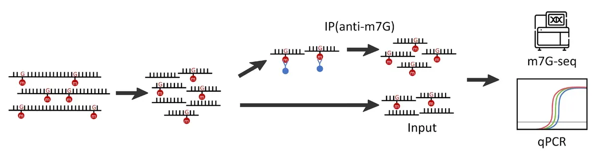 UcallM® m⁷G Immunoprecipitation Kit.webp