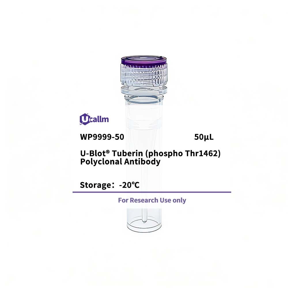 U-Blot® Tuberin (phospho Thr1462) Polyclonal Antibody