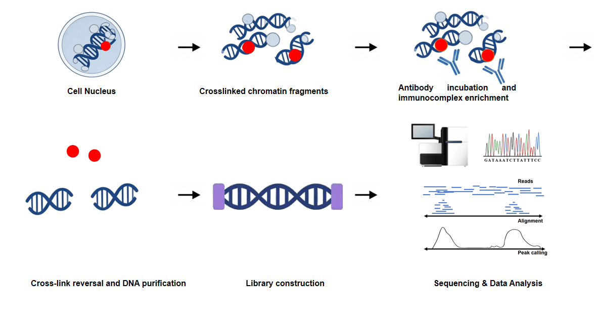 Workflow of ChIP‑seq