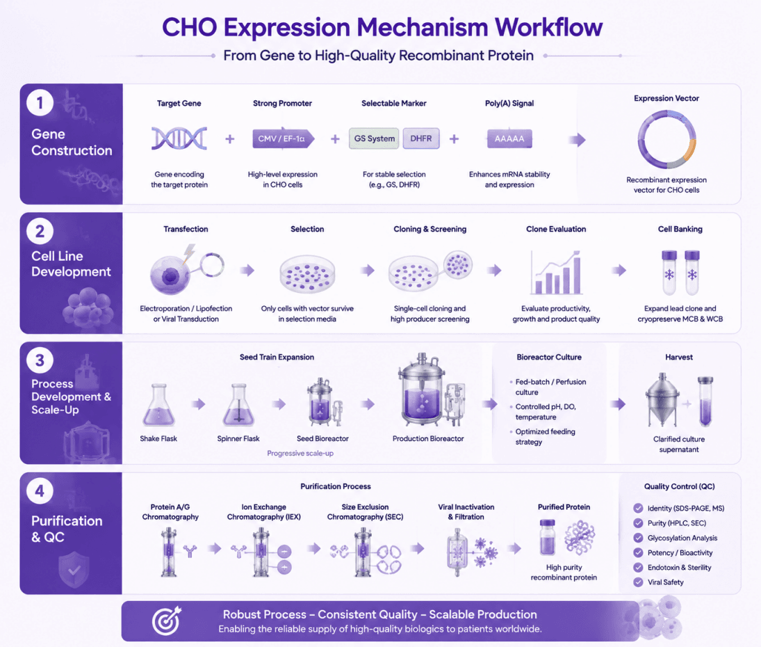CHO Expression Mechanism Workflow