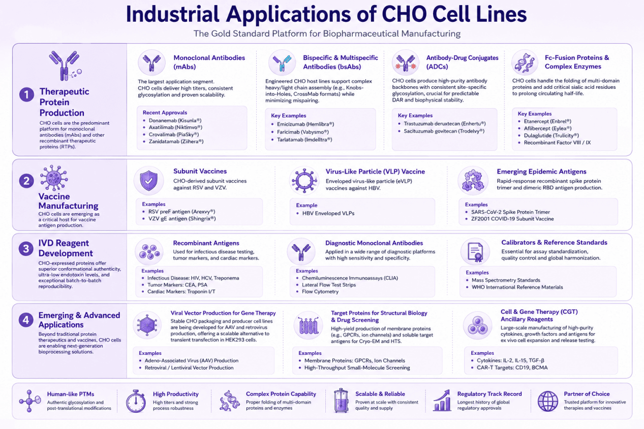 Industrial Applications of CHO Cell Lines