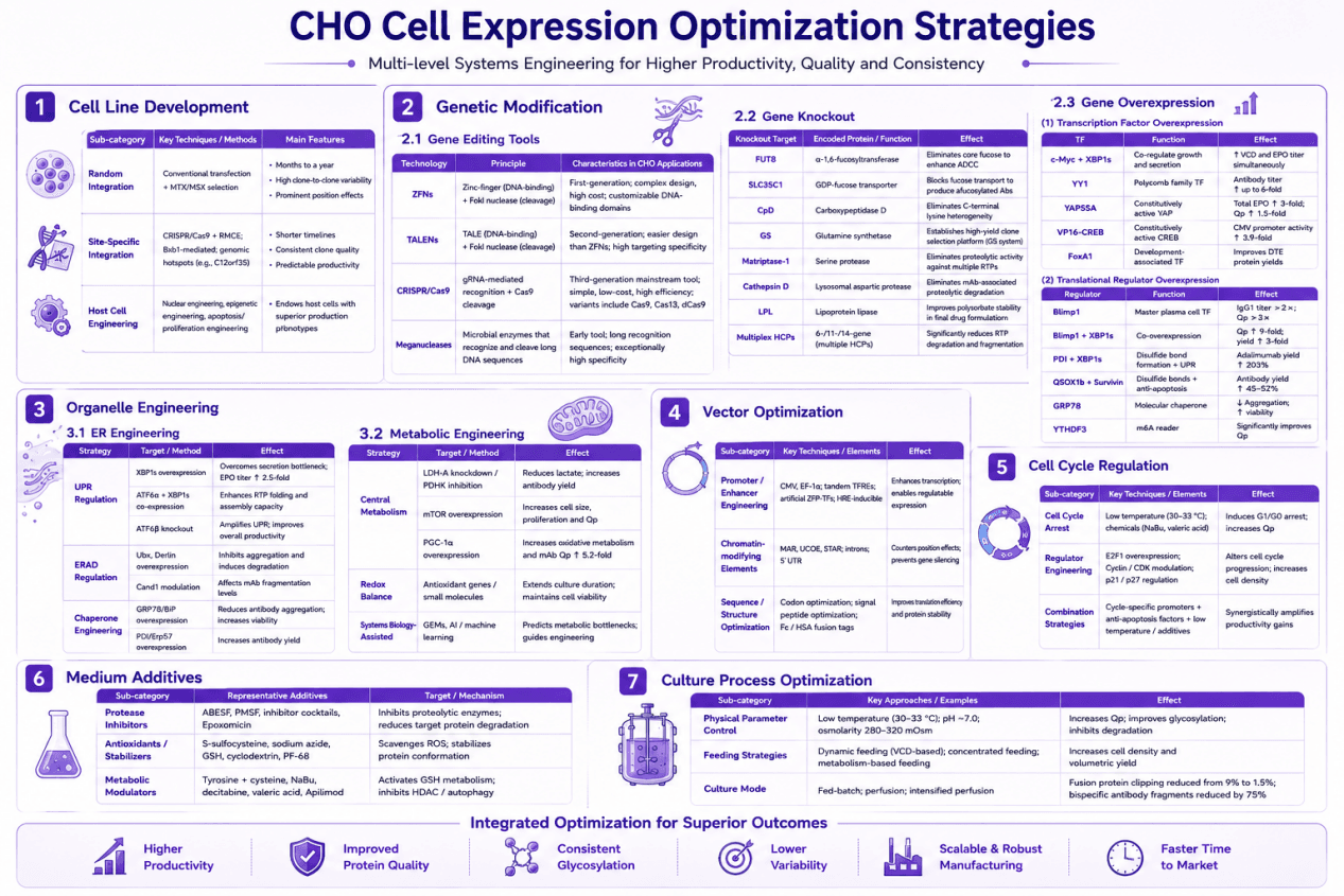 CHO Cell Expression Optimization Strategies