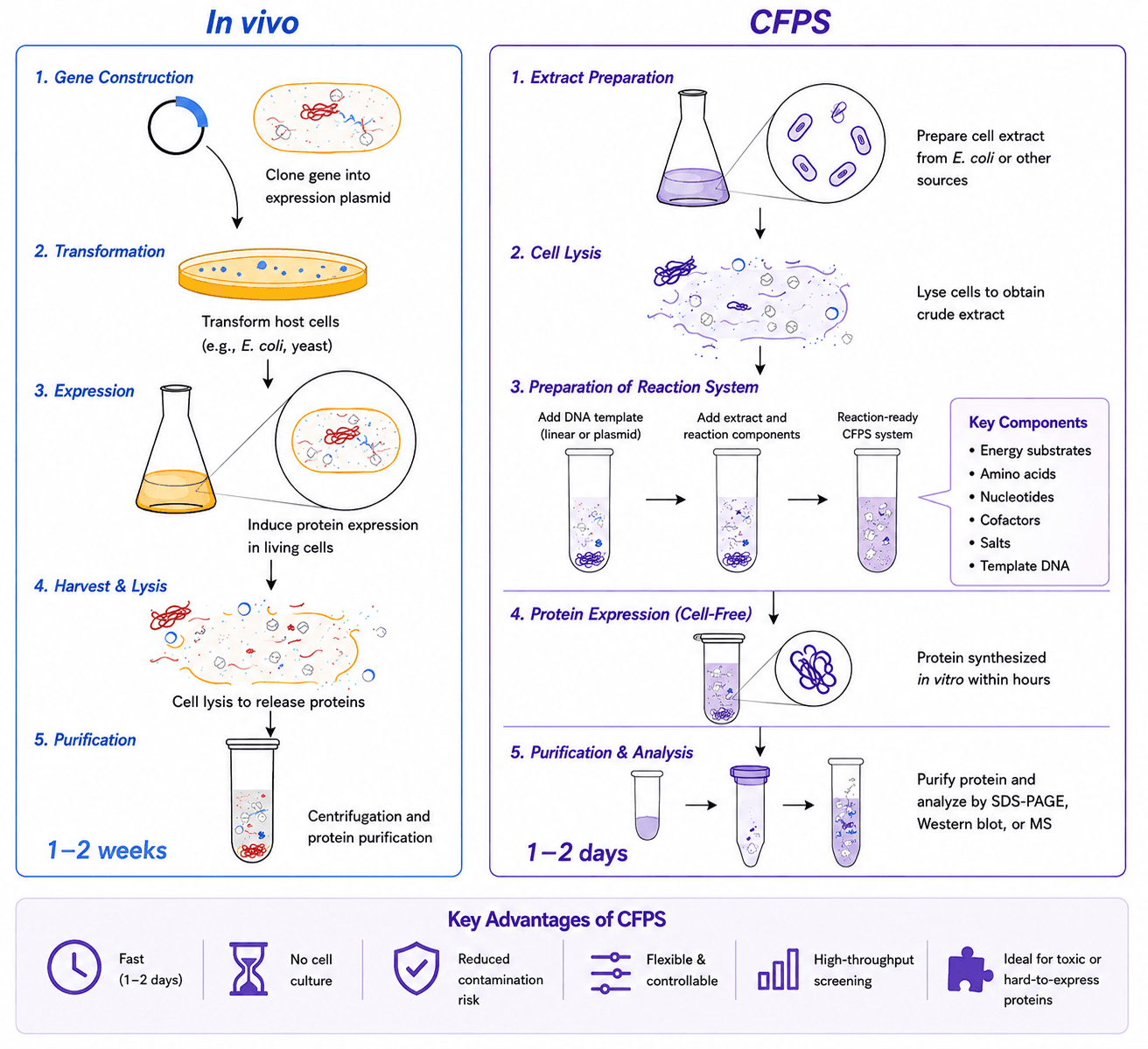 Comparison of in vivo recombinant protein expression and CFPS workflows