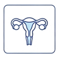 Reproductive System Lineage