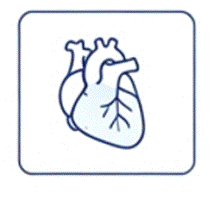 Cardiovascular Lineage