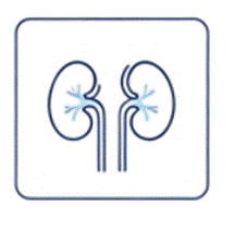 Intermediate Mesoderm (Kidney) Lineage