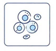 Hematopoietic Lineage