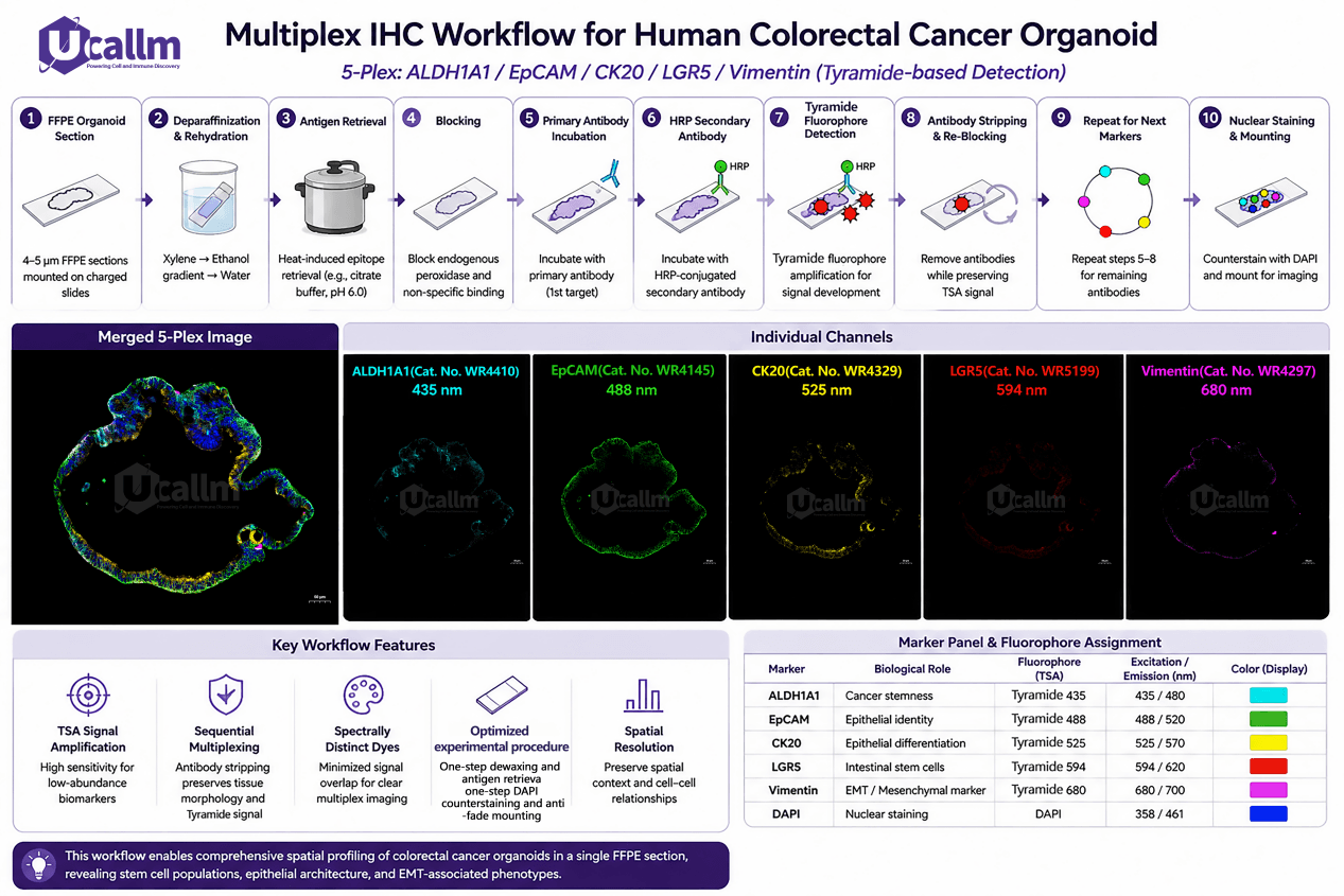 Multiplex IHC Workflow for Human Colorectal Cancer Organoid